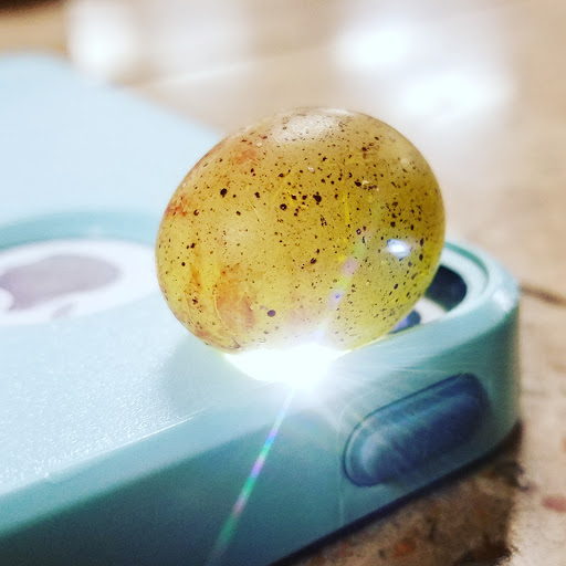 Pet Store «Pet Land», reviews and photos, 1450 Fort Campbell Blvd, Clarksville, TN 37042, USA