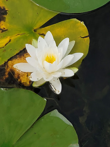 Nature Preserve «Raven Glen Forest Preserve», reviews and photos, 41080 US-45, Antioch, IL 60002, USA