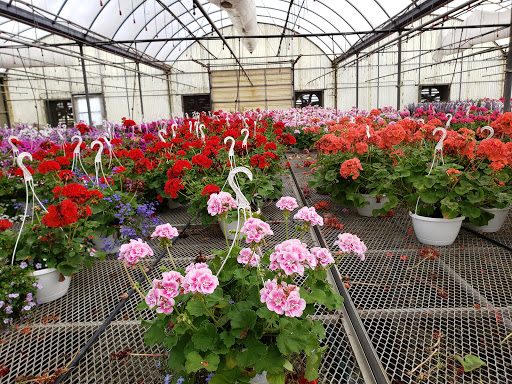Florist «Pinters Flowerland», reviews and photos, 6830 Rawsonville Rd, Belleville, MI 48111, USA