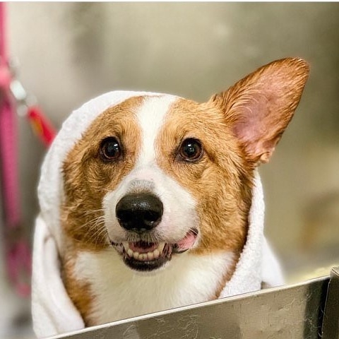 Pet Supply Store «Odyssey Pets», reviews and photos, 14999 Preston Rd #400a, Dallas, TX 75254, USA