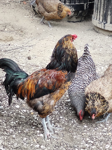 Farm «Beach Plum Farm», reviews and photos, 140 Stevens St, Cape May, NJ 08204, USA