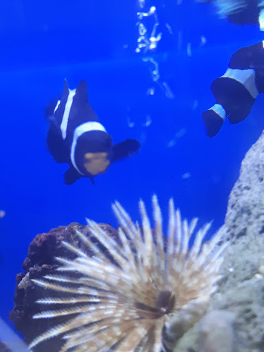 Pet Supply Store «Pet Station Jackson», reviews and photos, 1617 E Michigan Ave, Jackson, MI 49202, USA