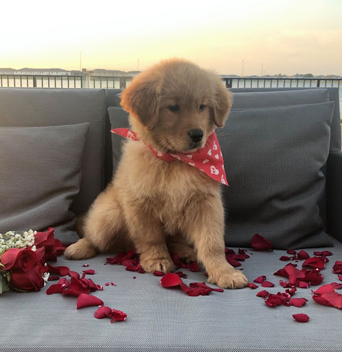 Pet Store «Petland Pembroke Pines», reviews and photos, 356 N University Dr, Pembroke Pines, FL 33024, USA