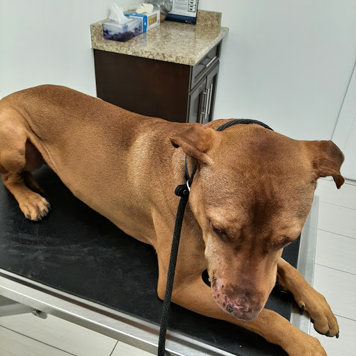 Olympic Village Veterinary Clinic image