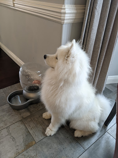 Pet Supply Store «PetSmart», reviews and photos, 100 108th Ave NE, Bellevue, WA 98004, USA