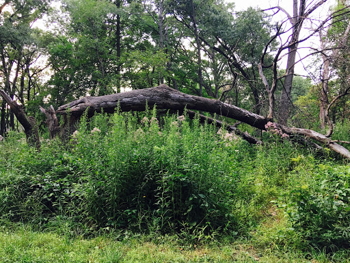 Nature Preserve «Swallow Cliff Woods South», reviews and photos, Illinois Rt 83 & US Rt 45, Palos Park, IL 60464, USA