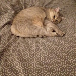 Photo n° 3 de l'avis de patrick.t fait le 20/01/2023 à 09:03 pour Cabinet Vétérinaire AniCura Arc-en-Ciel à Guénange