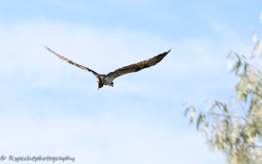 Nature Preserve «Wilson Springs Ponds», reviews and photos, 3209-3507 S Powerline Rd, Nampa, ID 83686, USA