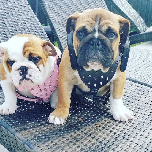 Pet Supply Store «Pet Supplies Plus», reviews and photos, 1031 Northwest Hwy, Garland, TX 75041, USA