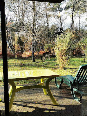 Cottage 383 à Morton