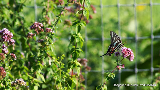Park «Martha Lafite Thompson Nature Sanctuary», reviews and photos, 407 N La Frenz Rd, Liberty, MO 64068, USA