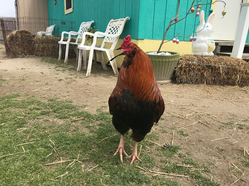 Zoo «3 Palms Zoo & Education Center», reviews and photos, 924 Blackbird Forest Rd, Clayton, DE 19938, USA