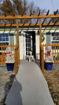 Just Dogs And Friends, Inc. - Photo 6 - Car repair in Knoxville, TN, Knoxville