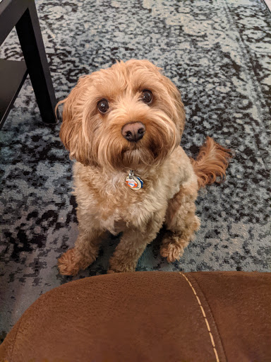 Pet Groomer «Mario`s Pet Grooming & Boutique», reviews and photos, 708 SE 17th St, Fort Lauderdale, FL 33316, USA