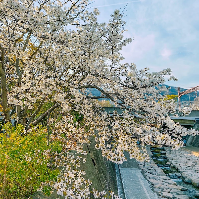 都賀川の桜