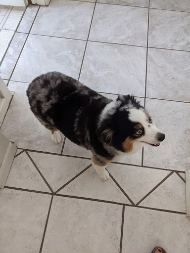 Wood Valley Grooming