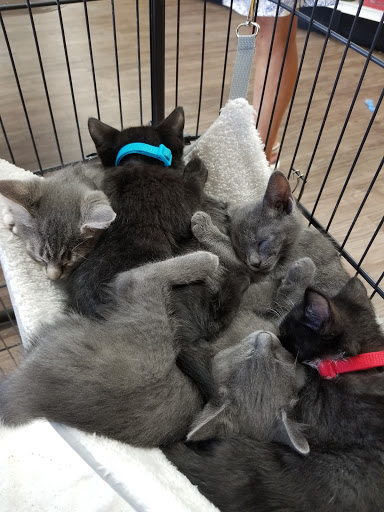 Pet Supply Store «At Your Services Pet Supplies», reviews and photos, 55 S Valle Verde Dr #300, Henderson, NV 89012, USA