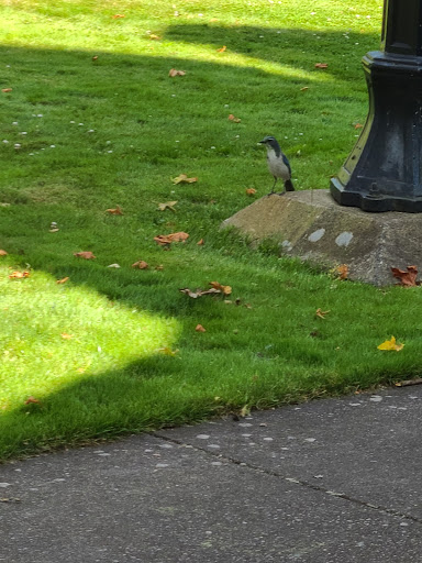 Museum «Deepwood Museum & Gardens», reviews and photos, 1116 Mission St SE, Salem, OR 97302, USA