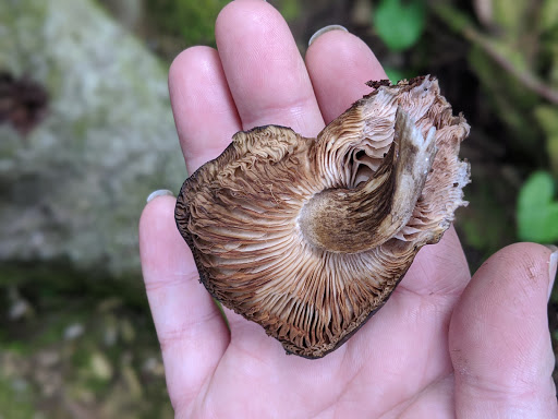 Park «Lord Hill Park», reviews and photos, 12921 150th St SE, Snohomish, WA 98290, USA