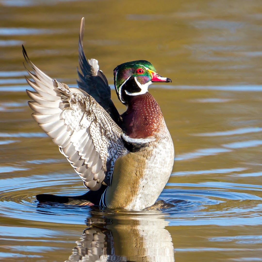 Eastside Audubon Society