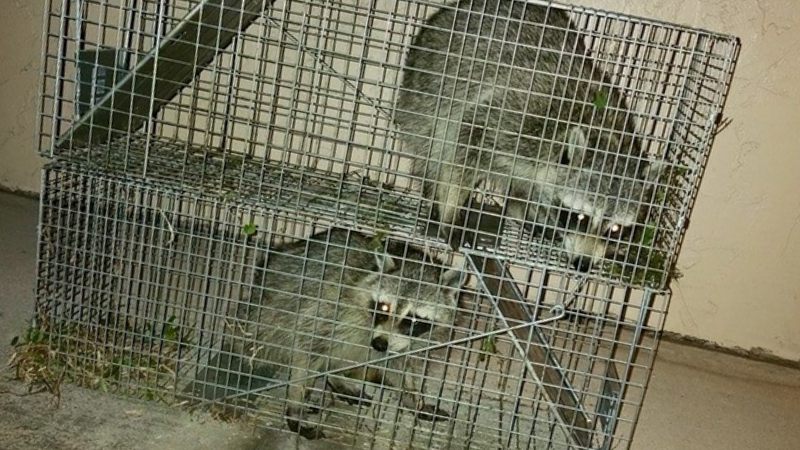 Bluff Springs Wildlife Removal