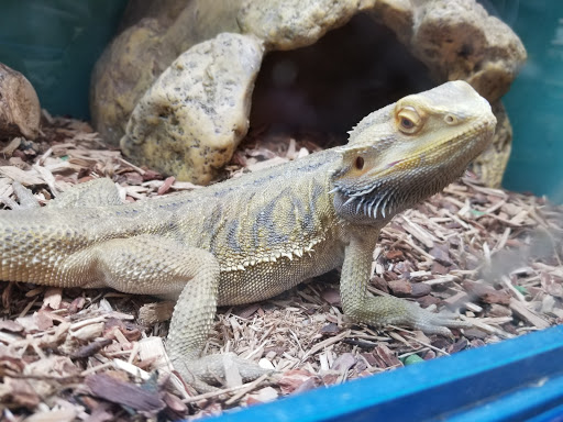 Pet Store «Pet Stop», reviews and photos, 6218 Nieman Rd, Shawnee, KS 66203, USA