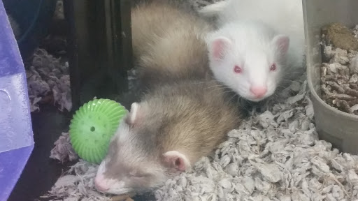 Pet Supply Store «Petco Animal Supplies», reviews and photos, 200 Edwards Blvd b, Lake Geneva, WI 53147, USA