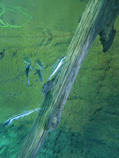 Aquarium «Audubon Aquarium of the Americas», reviews and photos, 1 Canal St, New Orleans, LA 70130, USA