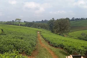 Riara tea tours image