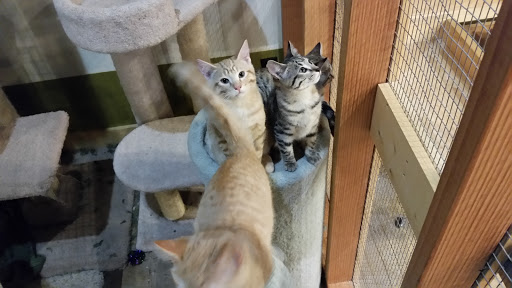 Pet Store «Next to Nature», reviews and photos, 4543 California Ave SW, Seattle, WA 98116, USA