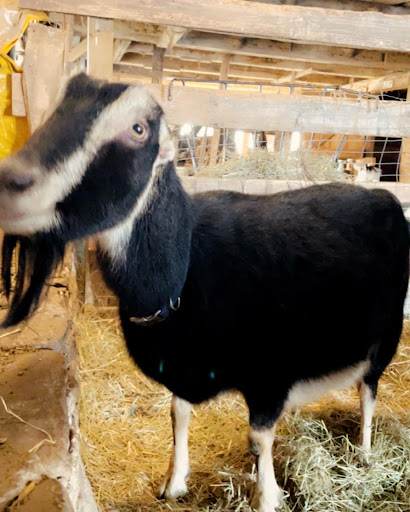 Dairyside Veterinary Services image