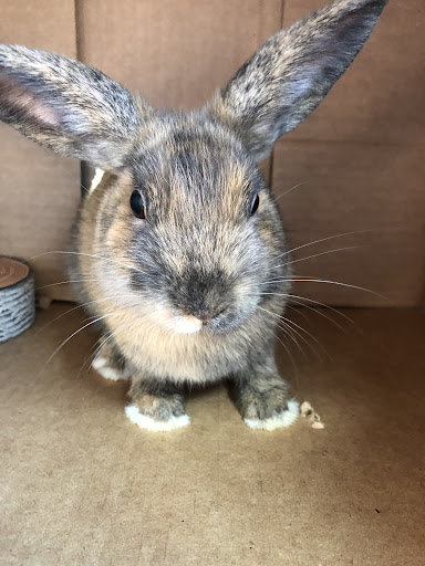 Pet Store «A Family Pet Center», reviews and photos, 6230 N Lockwood Ridge Rd, Sarasota, FL 34243, USA