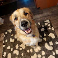 The WoofPack LLC - Photo 7 - Car repair in Toledo, OH, Toledo