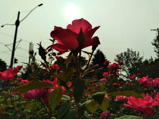 Wedding Chapel «Victorian Belle», reviews and photos, 1441 N McClellan St, Portland, OR 97217, USA