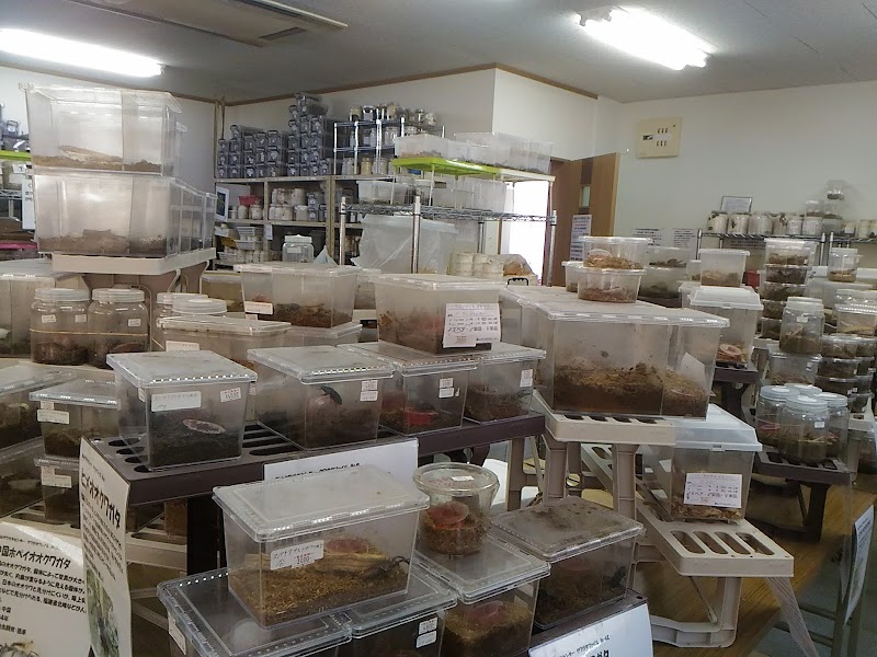 館山クワガタセンター 千葉県館山市正木 ペットショップ グルコミ