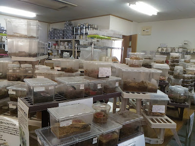 画像 館山 クワガタ 371075-館山 クワガタ