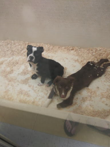 Pet Store «Yuppy Puppy Pet Shop», reviews and photos, 292 Frantz Rd, Stroudsburg, PA 18360, USA