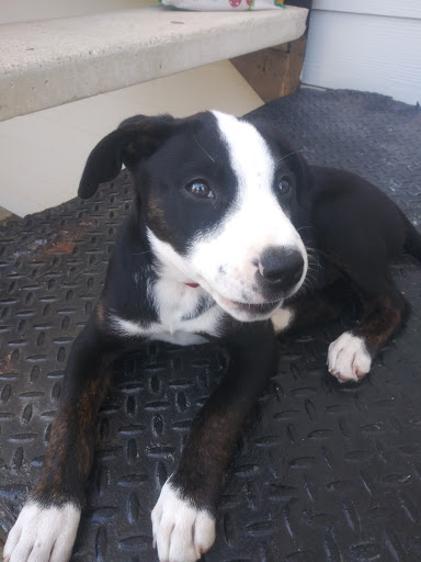 Pet Supply Store «Petco Animal Supplies», reviews and photos, 4915 E 41st St C, Tulsa, OK 74135, USA