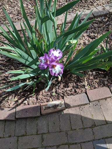 Garden «Wing Haven», reviews and photos, 248 Ridgewood Ave, Charlotte, NC 28209, USA