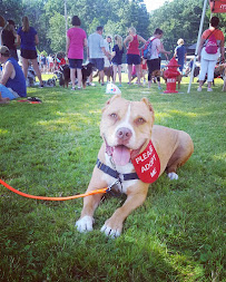 Second Chance Canine, LLC. - Photo 8 - Car repair in Akron, OH, Akron