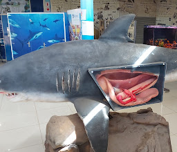 Sharks Board Research Centre photo