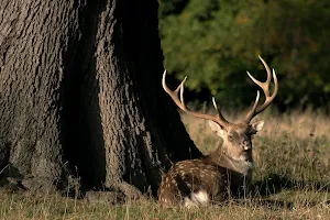 Studley Royal Deer Park image