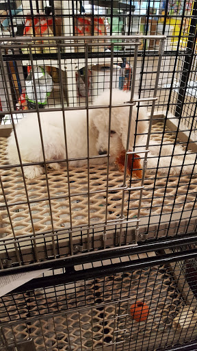 Whiskers Wings And Wild Things