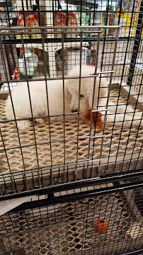 Whiskers Wings And Wild Things - Photo 7 - Car repair in Canton, OH, Akron