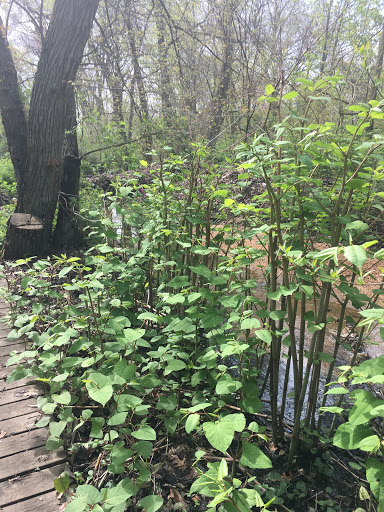 Nature Preserve «Brookside Preserve», reviews and photos, N Brookside Ave, Roosevelt, NY 11575, USA