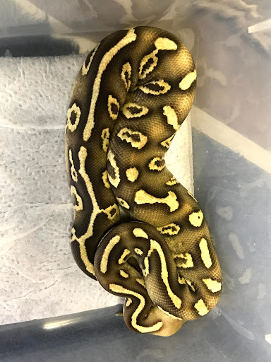 Pet Store «Petfection Exotic Pet Specialist», reviews and photos, 2989 PA-611 Suite 102, Tannersville, PA 18372, USA