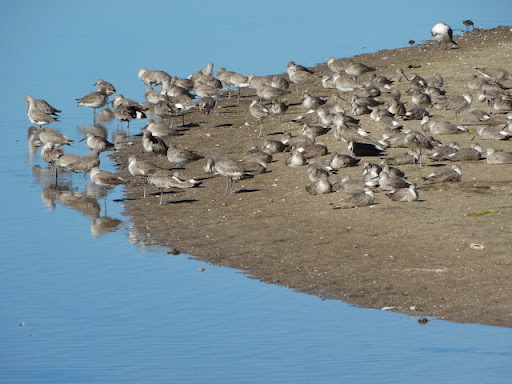 Nature Preserve «San Carlos Bay - Bunche Beach Preserve», reviews and photos, 18201 John Morris Rd, Fort Myers, FL 33908, USA