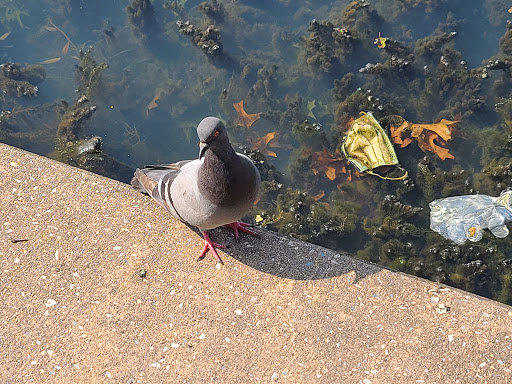 Park «Baisley Pond Park», reviews and photos, Baisley Blvd, Jamaica, NY 11434, USA