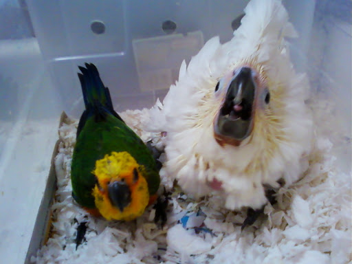 Pet Store «Adventure Birds of Bon Aqua», reviews and photos, 9600 TN-46, Bon Aqua, TN 37025, USA