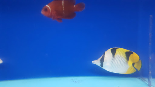 Pet Store «Acuario Piscis», reviews and photos, 3040 W Cermak Rd, Chicago, IL 60623, USA